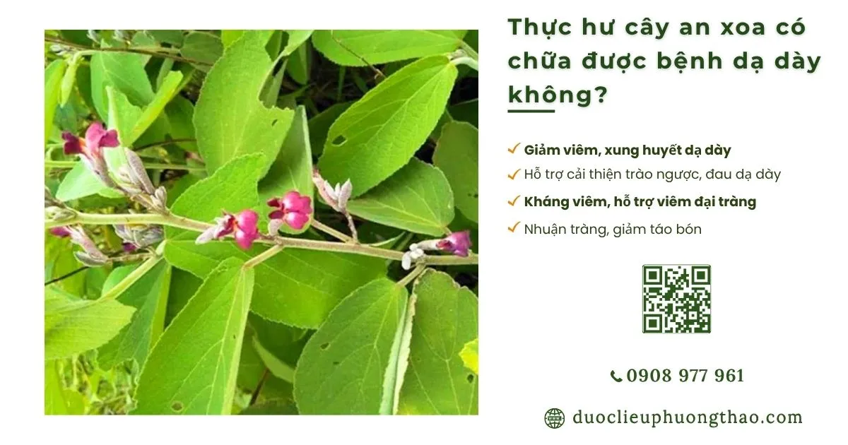 cây an xoa có chữa được bệnh dạ dày không