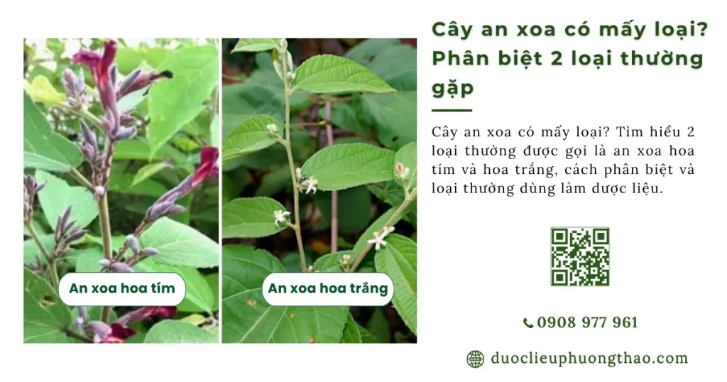 Cây an xoa có mấy loại? Phân biệt 2 loại thường gặp