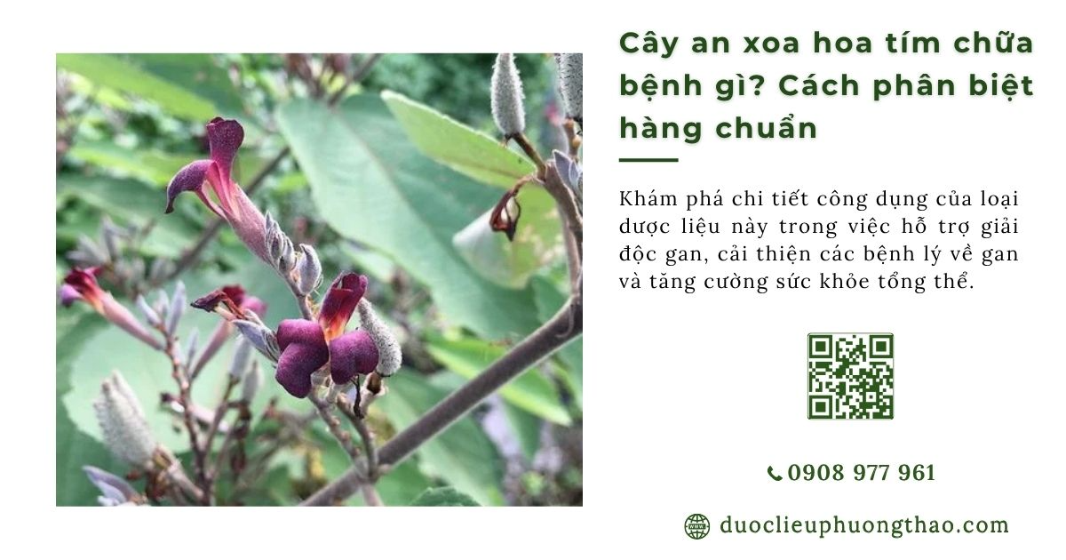 cây an xoa hoa tím chữa bệnh gì