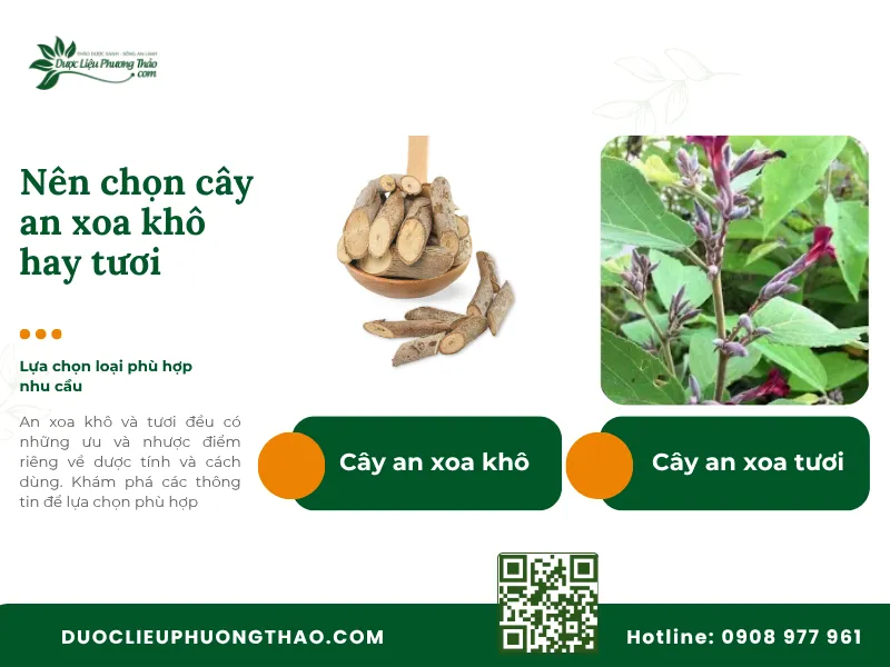 Cây an xoa giá bao nhiêu? Giá tươi, khô và cách chọn mức giá hợp lý Nên mua cây an xoa khô hay cây an xoa tươi?