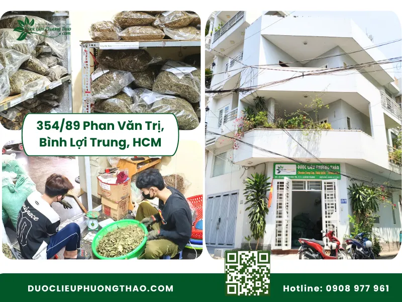 Cây an xoa mua ở đâu TP.HCM? Top địa chỉ mua uy tín và kinh nghiệm chọn mua hàng chuẩn? Địa chỉ cửa hàng Dược Liệu Phương Thảo tại TP.HCM