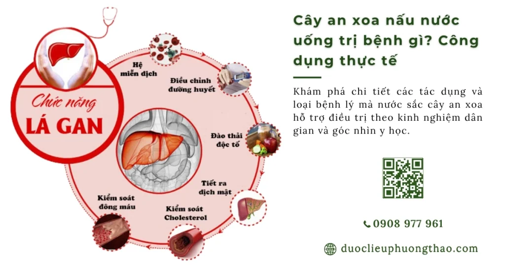 Cây an xoa nấu nước uống trị bệnh gì? 5 công dụng thường được quan tâm nhất?