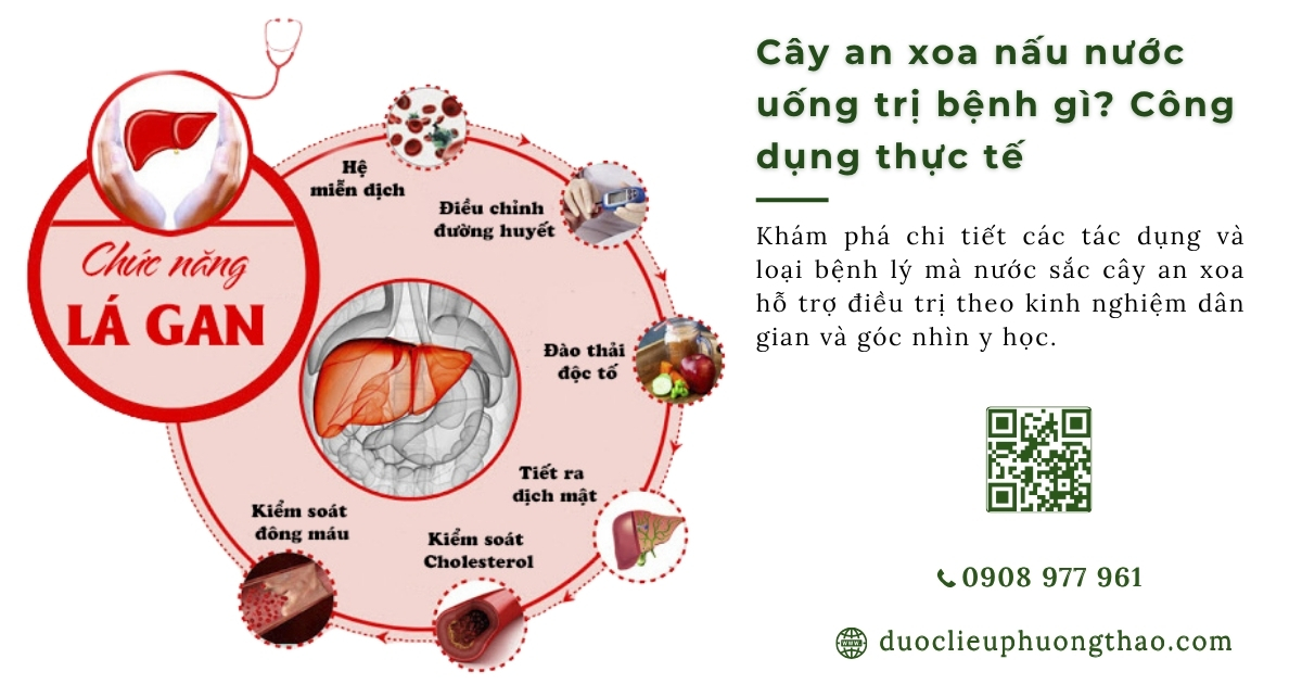 Cây an xoa nấu nước uống trị bệnh gì