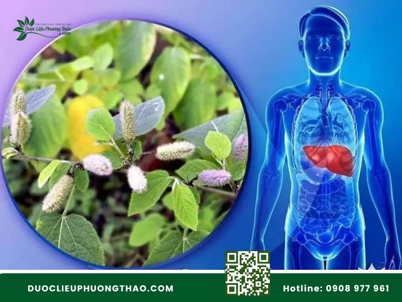 Tác dụng thanh nhiệt và bảo vệ sức khỏe lá gan từ cây an xoa.