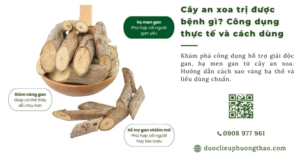Cây an xoa trị được bệnh gì? Công dụng thực tế và cách dùng hiệu quả