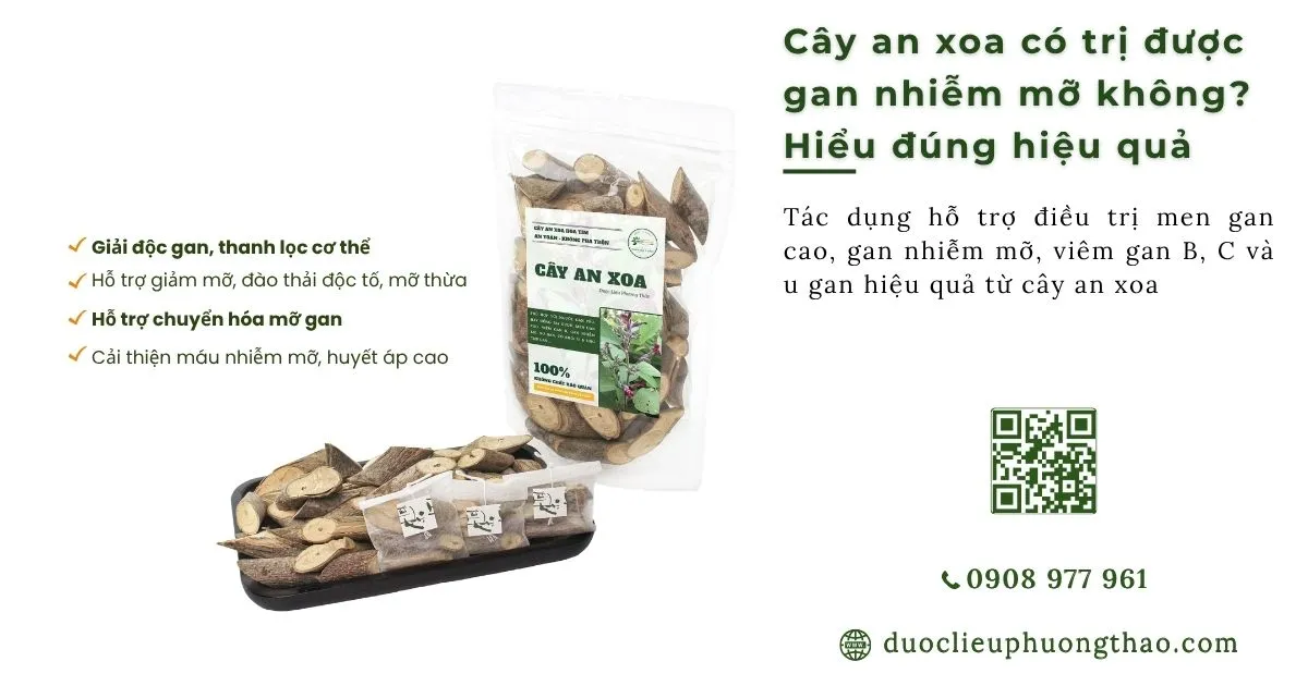 cây an xoa có trị được gan nhiễm mỡ không