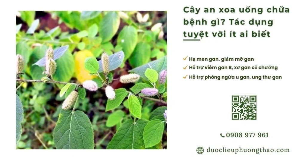 Cây an xoa uống chữa bệnh gì? Điểm danh 5 tác dụng tuyệt vời ít ai biết