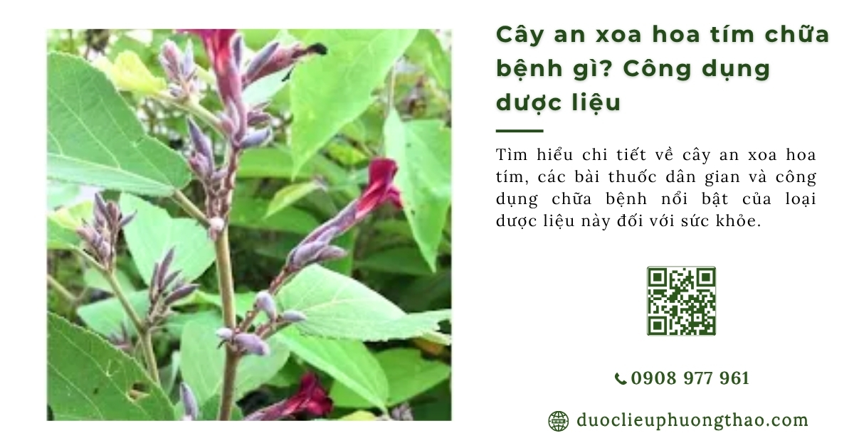 Cây an xoa hoa tím chữa bệnh gì