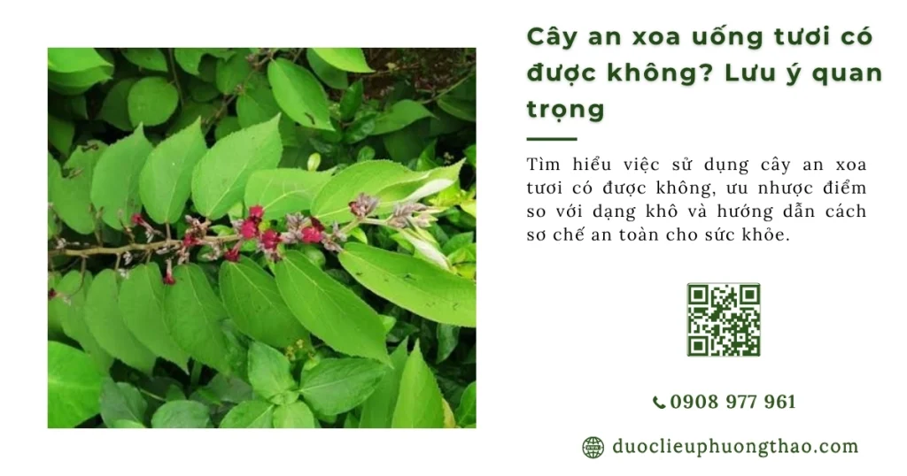 Cây an xoa uống tươi được không? Nên dùng tươi hay phơi khô?