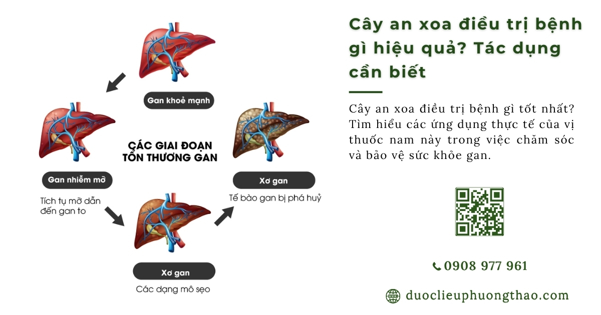 Cây an xoa điều trị bệnh gì
