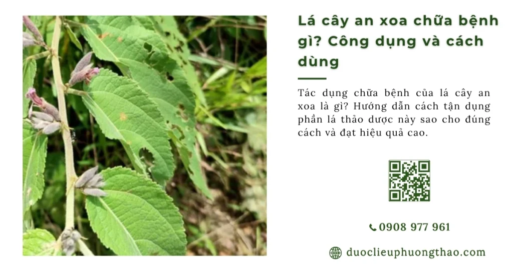 Lá cây an xoa chữa bệnh gì? Nấu nước uống thì dùng lá hay thân cành mới tốt?