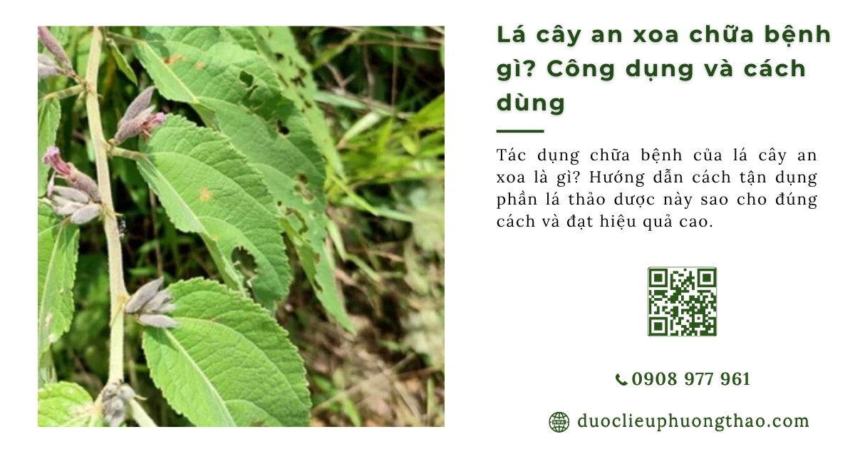 Lá cây an xoa chữa bệnh gì?