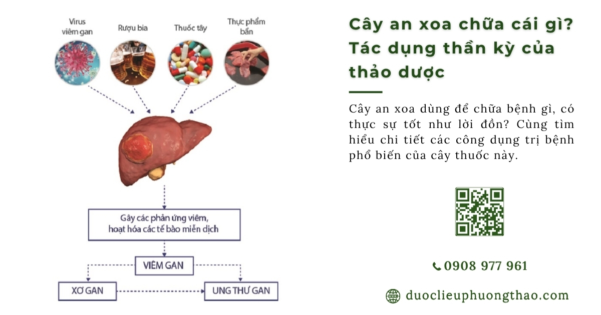 Cây an xoa chữa cái gì? Tác dụng thần kỳ