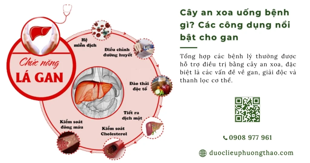 Cây an xoa uống bệnh gì? Điểm danh 3 bệnh lý về gan nên dùng