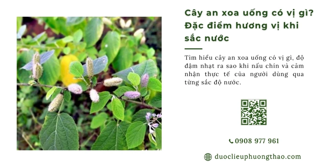 Cây an xoa uống có vị gì? Có đắng và khó uống như lời đồn?