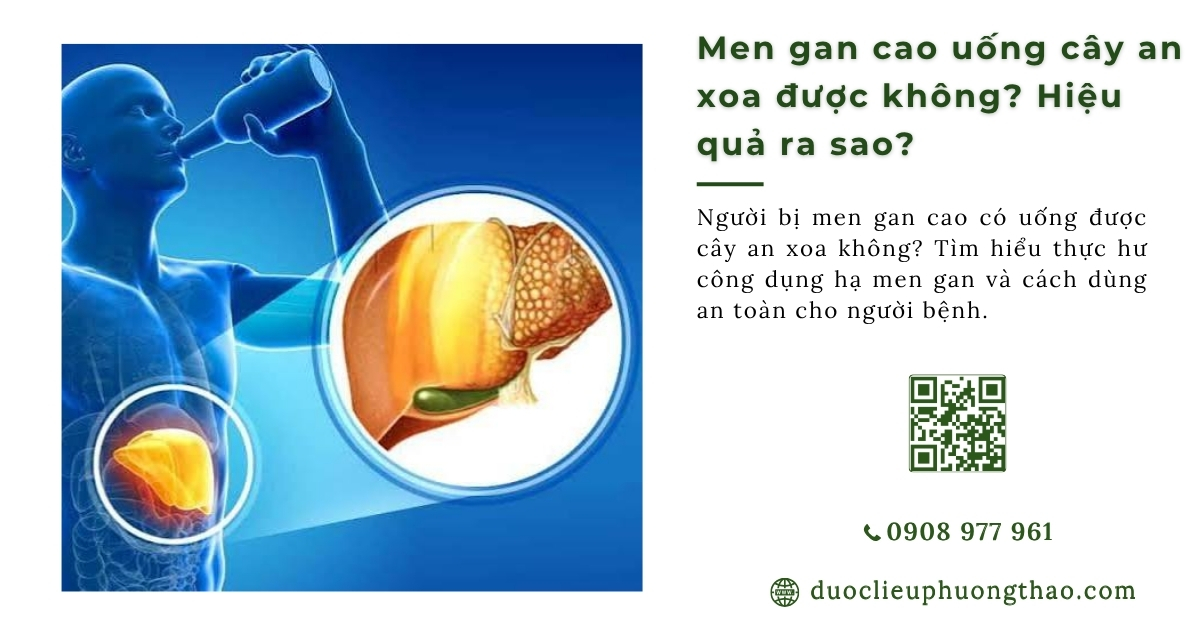 Men gan cao uống cây an xoa được không