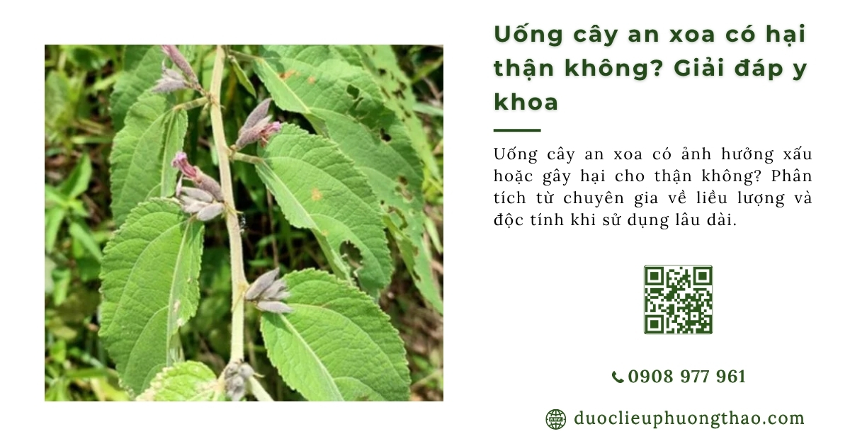 Uống cây an xoa có hại thận không?