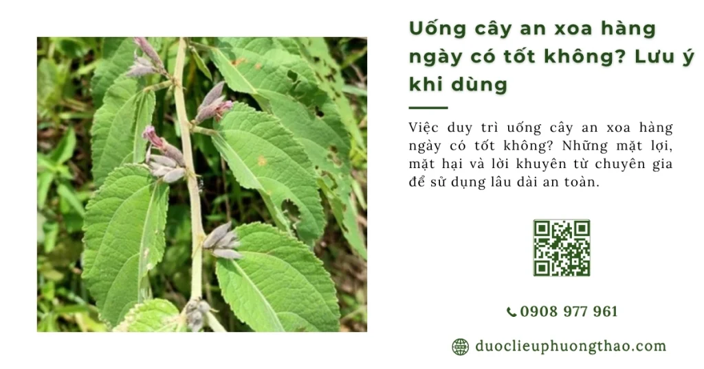 Uống cây an xoa hàng ngày có tốt không? Hay đang vô tình làm hại gan?