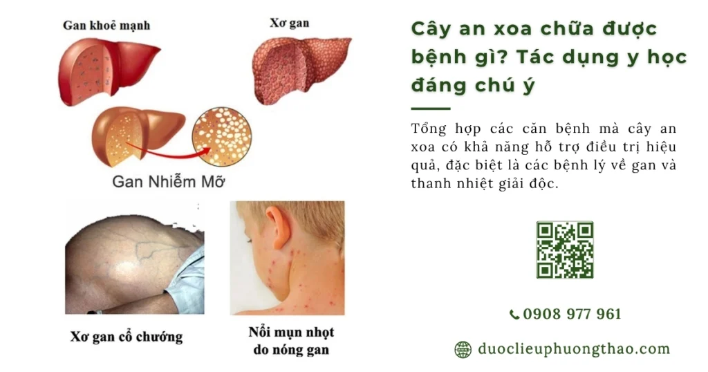 Cây an xoa chữa được bệnh gì? Tổng hợp 5 công dụng tuyệt vời từ kinh nghiệm dân gian