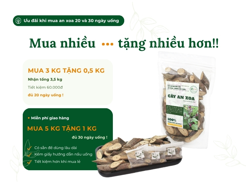 Cây an xoa (tổ kén cái, dó lông, thâu kén lông) Chương trình ưu đãi khi mua cây an xoa khô tại Dược Liệu Phương Thảo