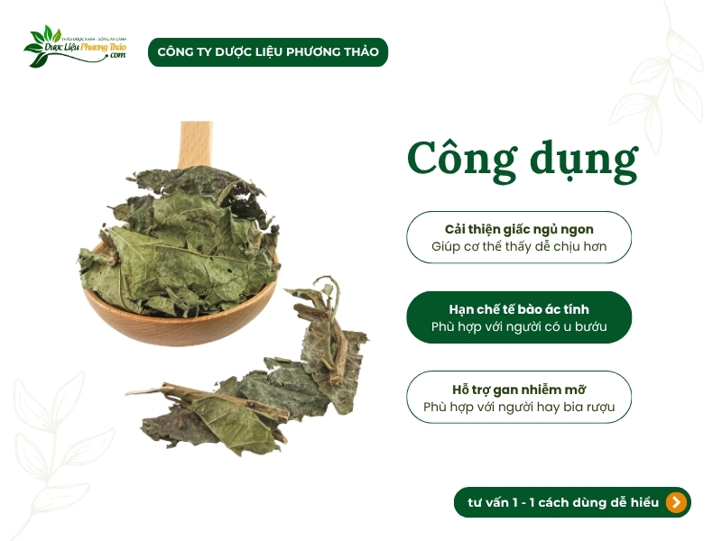 Các lợi ích nổi bật của cây xạ đen đối với sức khỏe