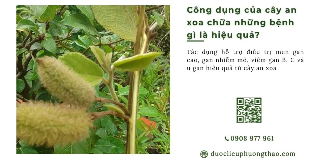 Công dụng của cây an xoa chữa bệnh gì hiệu quả?