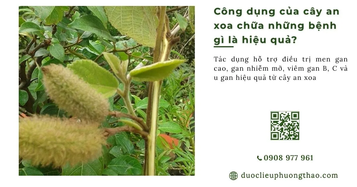 công dụng của cây an xoa chữa bệnh