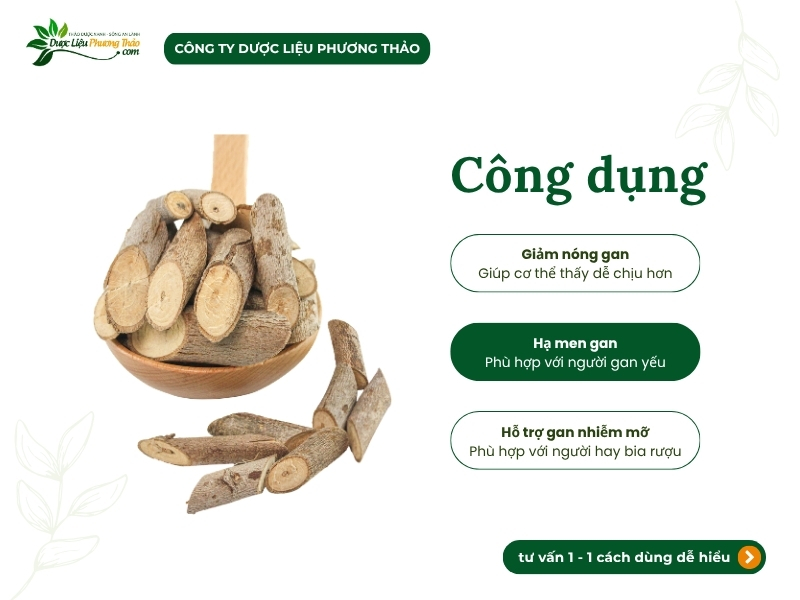 Cây an xoa (tổ kén cái, dó lông, thâu kén lông) công dụng của cây an xoa khô