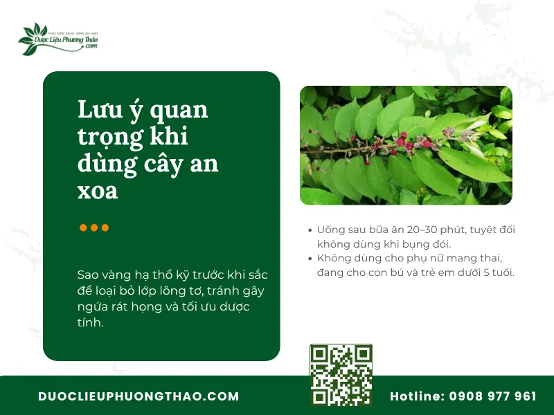 Những lưu ý quan trọng cần biết khi sử dụng cây an xoa an toàn.