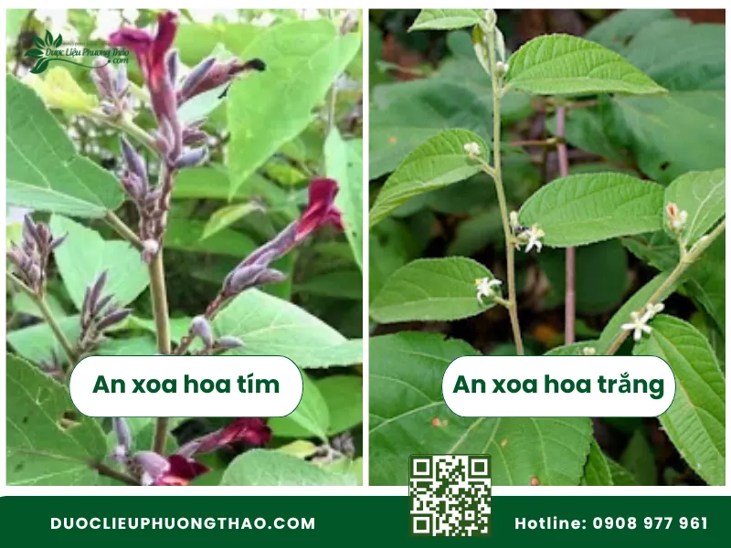 So sánh đặc điểm nhận biết cây an xoa hoa tím và hoa trắng.