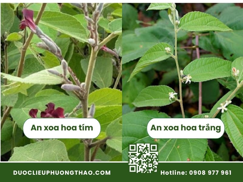 Giá cây an xoa khô bao nhiêu? Bảng giá chuẩn và nơi mua uy tín Phân biệt cây an xoa hoa tím và hoa trắng