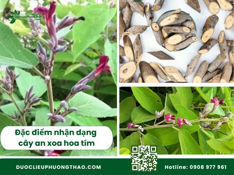 Đặc điểm hoa, lá và thân của cây an xoa tím