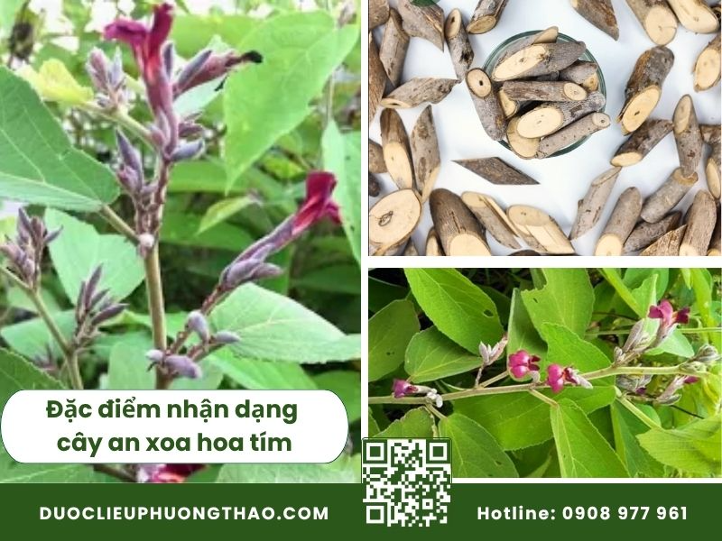 Cây an xoa mua ở đâu uy tín, chuẩn dược tính thảo dược tự nhiên? Đặc điểm nhận dạng cây an xoa hoa tím