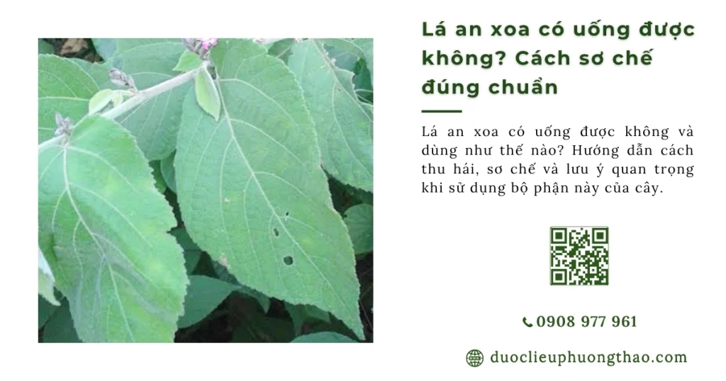 Lá an xoa có uống được không? 5 lưu ý quan trọng tránh tác dụng phụ