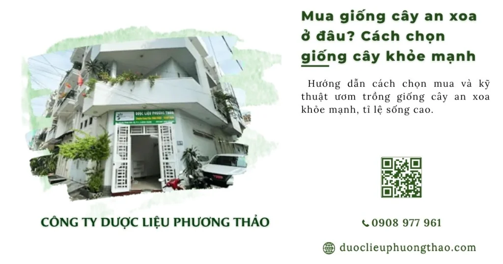 Mua giống cây an xoa ở đâu? Cách chọn giống cây khỏe mạnh, dễ trồng