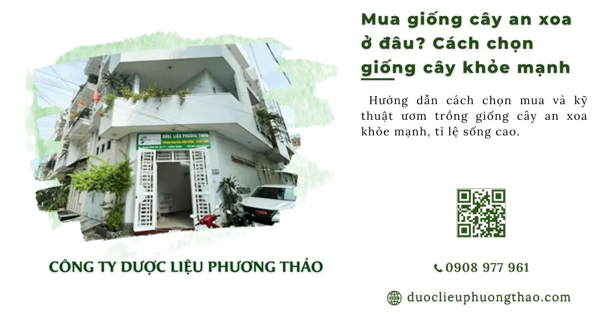 mua giống cây an xoa ở đâu