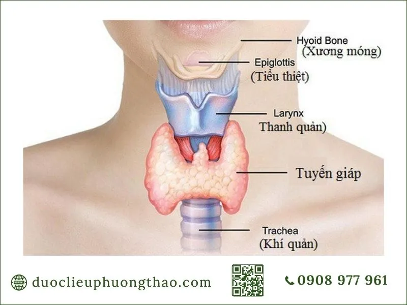 Vị trí giải phẫu tuyến giáp ở cổ và các cơ quan liên quan