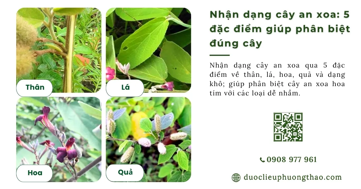 Nhận dạng cây an xoa cần biết