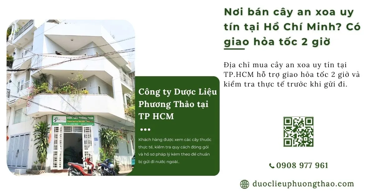 nơi bán cây an xoa