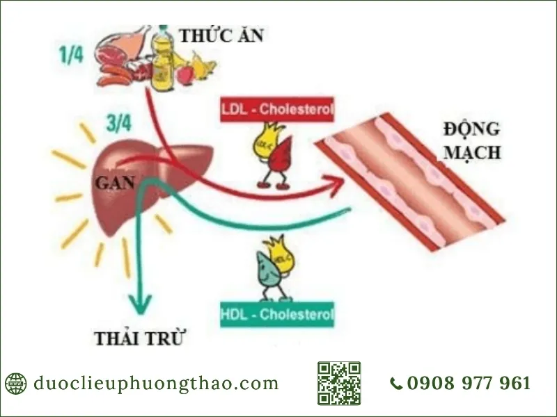 Rối loạn chuyển hóa lipid máu là gì? Nguyên nhân, triệu chứng và cách kiểm soát hiệu quả Sơ đồ cơ chế chuyển hóa cholesterol, LDL và HDL trong cơ thể