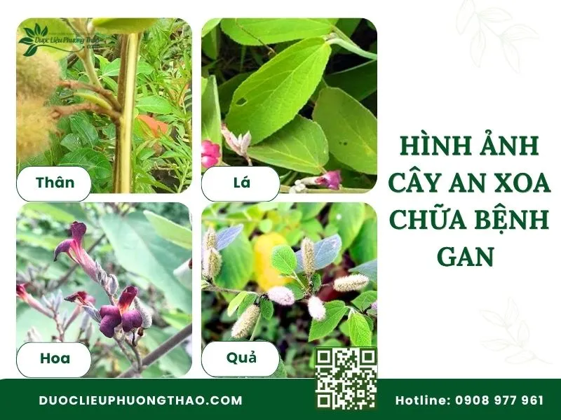 Nhận biết hình ảnh cây an xoa chữa bệnh gan