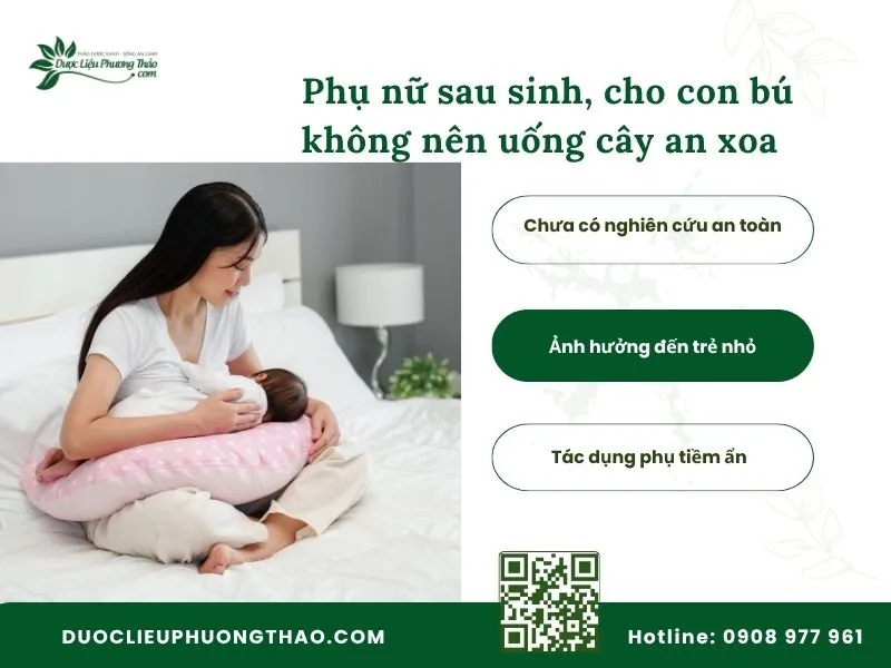 Phụ nữ sau sinh có nên uống cây an xoa không