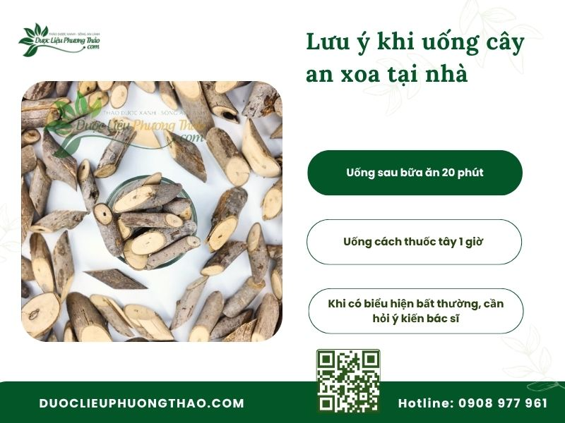 Lưu ý quan trọng khi uống cây an xoa tại nhà