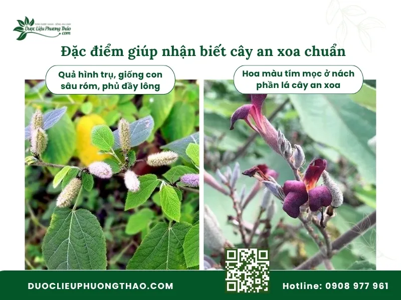 Cách nhận biết cây an xoa thật và giả như thế nào? 5 Đặc điểm cần lưu ý Cách nhận biết cây an xoa chuẩn thông qua hoa và quả
