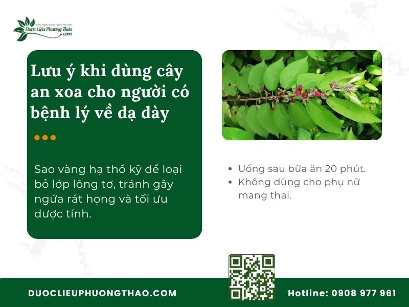 Lưu ý quan trọng khi dùng cây an xoa cho dạ dày
