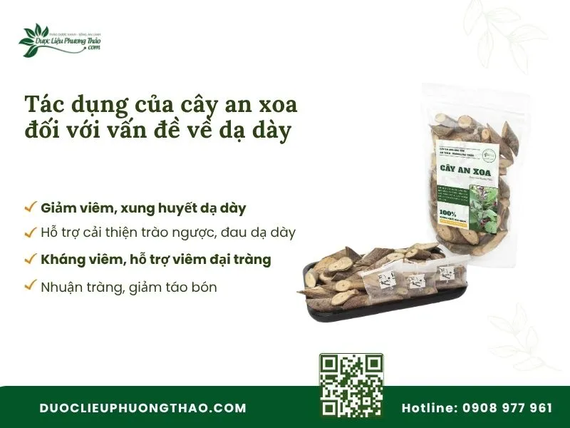 Tác dụng hỗ trợ dạ dày của cây an xoa