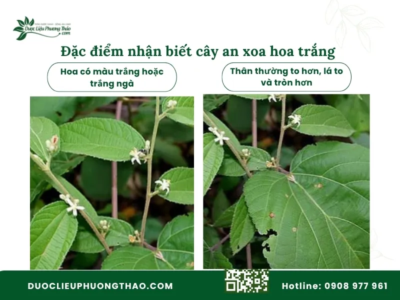 Đặc điểm nhận dạng cây an xoa hoa trắng