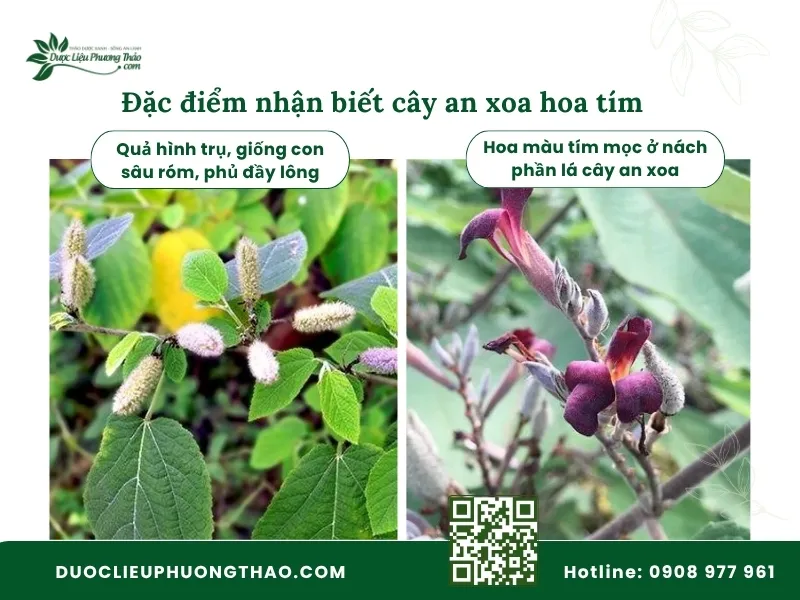 Cây an xoa hoa tím là gì? 5 đặc điểm nhận biết và cách dùng Đặc điểm nhận dạng cây an xoa hoa tím