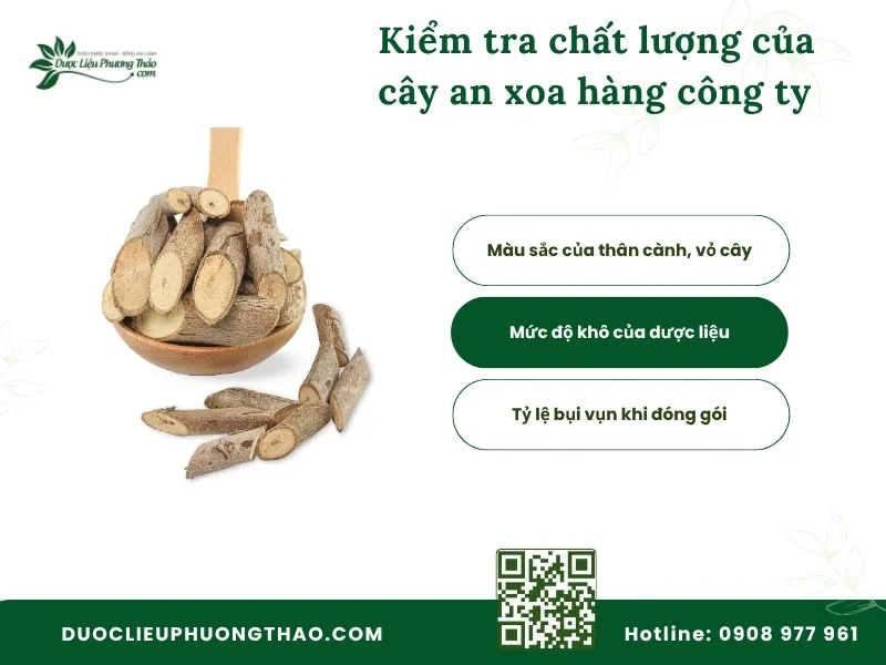 Cây an xoa hàng công ty là gì? 5 Tiêu chí nhận biết trước khi mua Cách kiểm tra chất lượng của cây an xoa