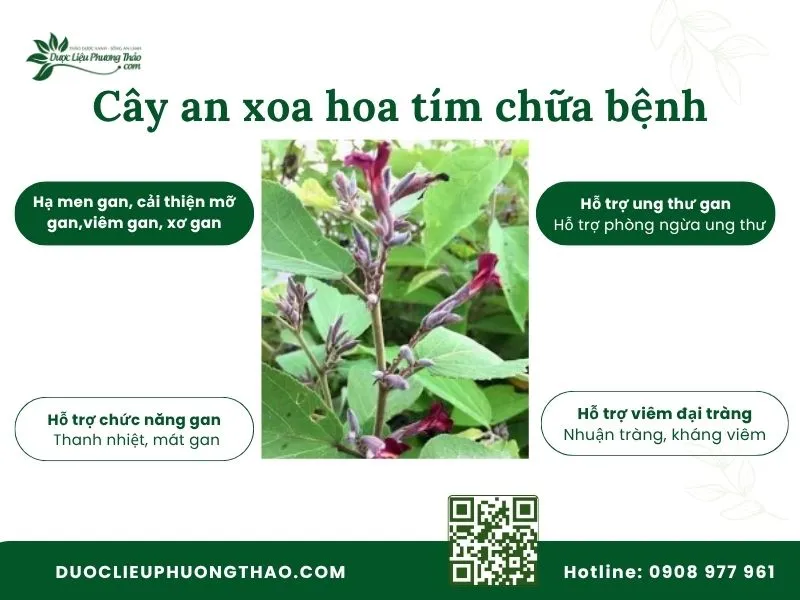 Công dụng của cây an xoa hoa tím chữa bệnh
